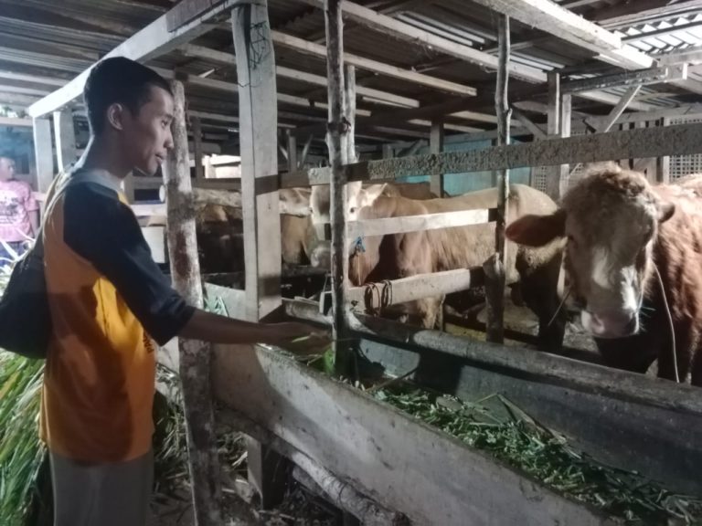Musala Alba Berburu Sapi Kurban Semenjak Satu Bulan Sebelum Hari Pelaksanaan Pemotongan