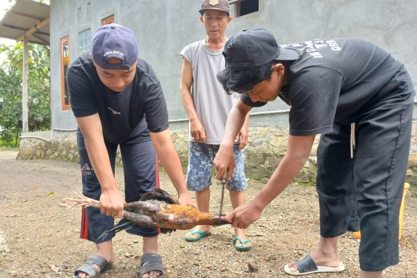 Akhir Tahun 2024, TPA ALBA Adakan Diklat Memotong Ayam untuk Santri Usia SMP/SMA